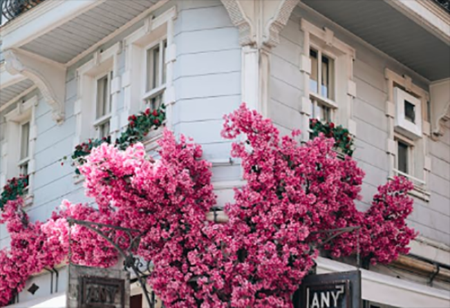  Bougenville tidak disarankan diletakkan di depan rumah/Foto: pexels.com